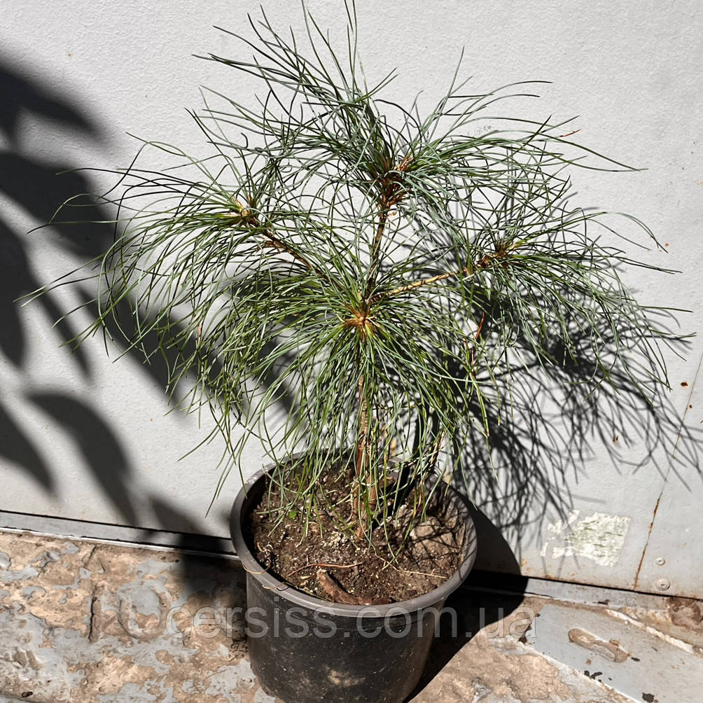 Сосна біла кедрова Арманда, Pinus armandii, фото 1