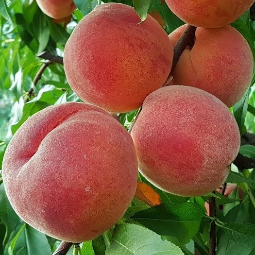 Саджанці персика сорт Харроу Б'юті