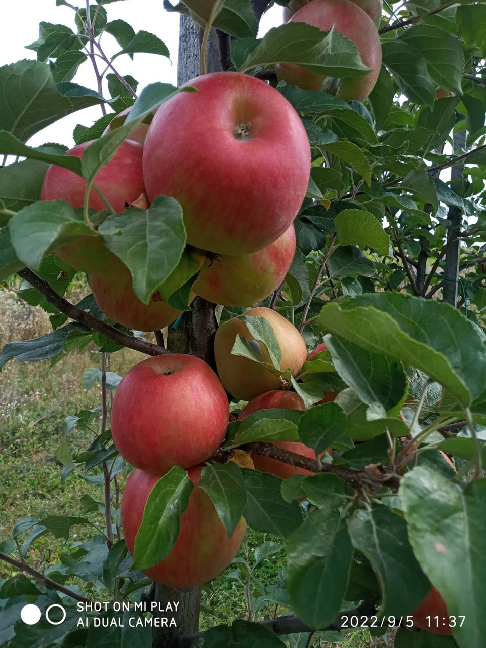 Яблука Хоней Крісп 1 сорт продаж - фото 2 - id-p1379188932
