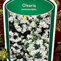 Олеарія Nummulariifolia. Olearia Nummulariifolia. Олеария монетолистная.