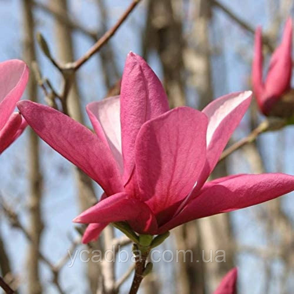 Магнолія Гелаксі Galaxy (горщик 1л), фото 1