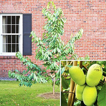 Саджанці Азіміни трилоба Пау Пау (бананове дерево) - двостатева, морозостійка, крупноплідна