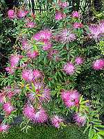 Калліандра. Каллиандра суринамская. Calliandra surinamensis.