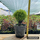Саженці Туї західної Аннієк, 3-х річна (Thuja ocidentalis Anniek) C2, фото 3