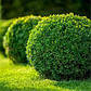 Саджанці самшиту вічнозеленого (Buxus), фото 2