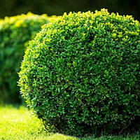 Саженцы самшита вечнозеленого (Buxus)