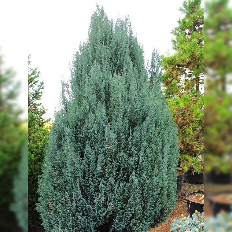 Саджанці Кипарисовика Лавсона Елвуди, 4-х річний (Chamaecyparis lawsoniana Ellwood's) С3