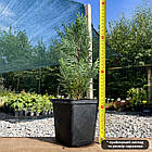 Саджанці Кипарисовика Лавсона Елюма/Алюми (Chamaecyparis lawsoniana Alumii) Р9, фото 2