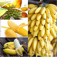 Саженцы Банана карликовый "Абу" (Abu) - крупноплодный, сладкий, неприхотивый