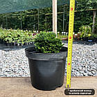 Саджанці Кипарисовика тупого Нана Глацилис, 4-х річний (Chamaecyparis obtusa Nana Gracilis) С3, фото 2