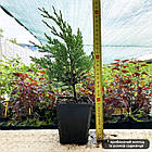 Саджанці Ялівцю китайського Стрікта, 4-х річний (Juniperus chinensis Stricta) С3 Р19, фото 2