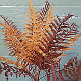 Папоротник бордовий — 75 см, фото 2