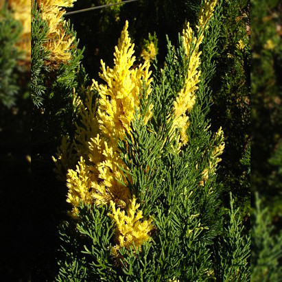 Саджанці Ялівцю китайського Стрікта Варієгата (Juniperus chinensis Variegata) Р9
