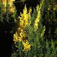 Саженцы Можжевельника китайского Стрикта Вариегата (Juniperus chinensis Variegata) Р9
