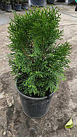 Туя Thuja occidentalis Smaragd c 3 l h 30+