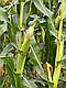 Насіння кукурудзи гібрид РУБЕН ФАО 300, фото 2