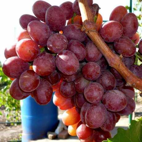 Саженцы столового винограда Анюта - среднепоздний срок, крупноплодный, морозостойкий - фото 1 - id-p1457602348