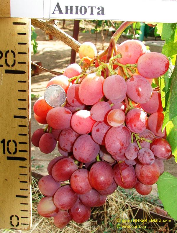 Саженцы столового винограда Анюта - среднепоздний срок, крупноплодный, морозостойкий - фото 5 - id-p1457602348