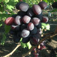 Саженцы винограда Эверест ранньосереднього терміну дозрівання
