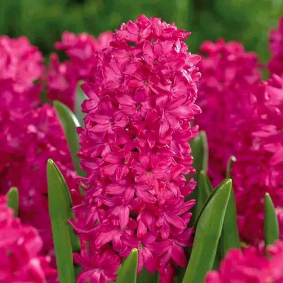 Гіaцинт Jan Bos 14/15, фото 1