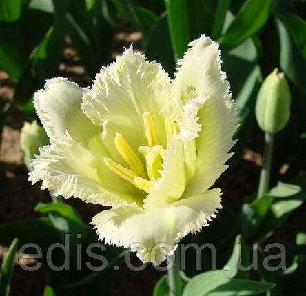 Тюльпан оторочений Royal Sphinx (Роял Сфінкс) 3 цибулини, фото 1