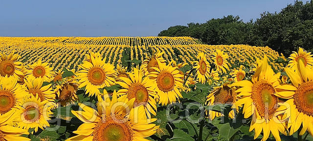 Насіння соняшнику Неймар Насіння соняшнику Неймар