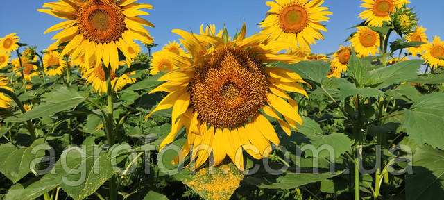 Насіння соняшнику Неймар Насіння соняшнику Неймар