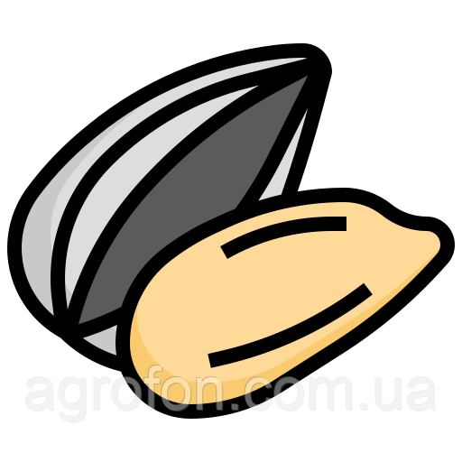 Насіння соняшнику Неймар Насіння соняшнику Неймар