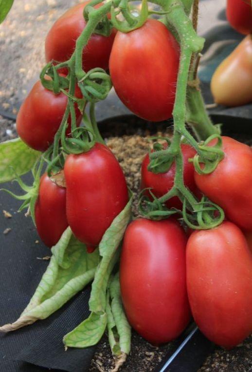 Насіня томату Студент F1 10 нас, фото 1