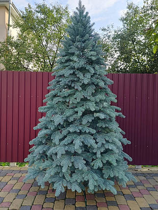 Лита ялинка Елітна 3.00 м. блакитна, фото 1