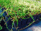 Саджанці журавлина "Бен Лір" у контейнері 1 л., фото 4