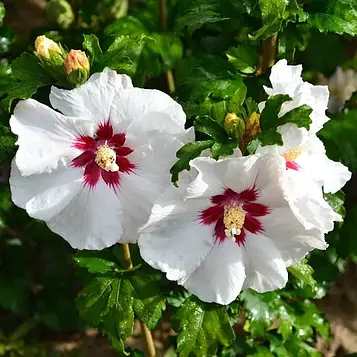 Саджанці Гібіскуса сирійського Ред Харт (Hibiscus syriacus Red Hear)