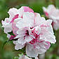 Саджанці Гібіскуса сирійського Френч Кабарет Пастель (Hibiscus syriacus French Cabaret Pastel), фото 2