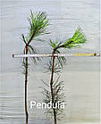 Саджанці Сосни густоквіткової Пендула на штамбі (Pinus densiflora Pendula) С2, фото 2