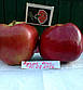 Саджанці яблуні Адамс Епл (США), фото 3