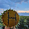 Насіння соняшнику Неймар Під Гранстар, фото 6