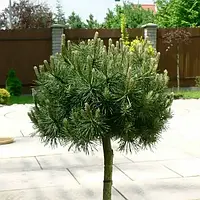 Саженцы Сосны горной Хампи на штамбе (Pinus mugo Humpy) С2