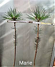 Саджанці Сосни чорної Марі Брегон на штамбі (Pinus nigra Marie Bregeon) С2, фото 2