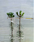 Саджанці Сосни густоквіткової Лоу Глоу на штамбі (Pinus densiflora Low Glow) С2, фото 2