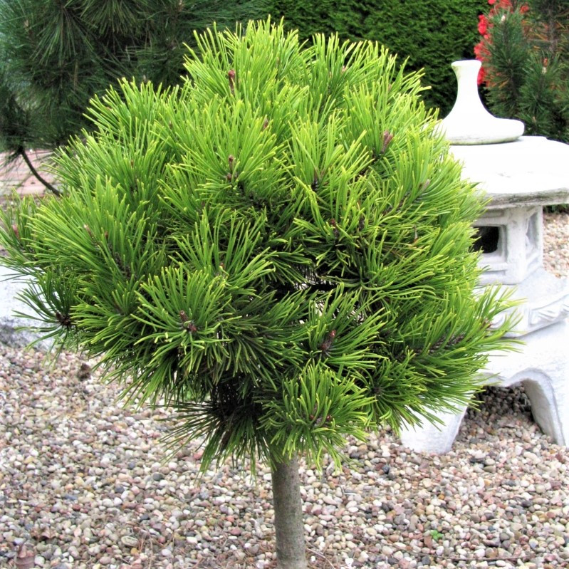 Саджанці Сосни чорної Глобоза на штамбі (Pinus nigra Globosa) С2