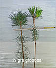 Саджанці Сосни чорної Глобоза на штамбі (Pinus nigra Globosa) С2, фото 2