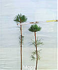 Саджанці Сосни гірської Мопс на штамбі (Pinus mugo Mops) С2, фото 2
