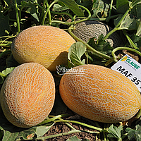 Мазін F1 (МАФ 35 F1) насіння дині 5000 сем,  Clause