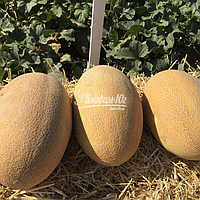 МАБЕЛЛА (CLX MAQ 09) F1 насіння дині 1000 сем,  Clause