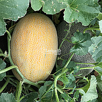 Маорі F1 насіння дині 1000 сем,  Clause
