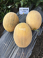 Мілан F1 (CLX MAQ 08) насіння дині 1000 сем,  Clause