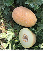 Ребекка F1 насіння дині 5000 нас, Hazera