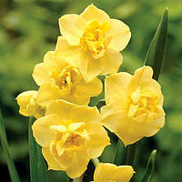 Нарцисс Многоцветковый Yellow Cherfulness (луковицы)