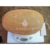 Амал F1 насіння дині 1000 нас,  Clause