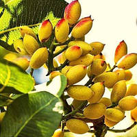 Фісташка Джамбо 2 роки